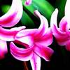 Flowers avatars