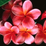 Flowers avatars