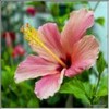 Flowers avatars