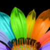 Flowers avatars