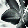 Flowers avatars