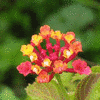 Flowers avatars