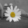 Flowers avatars