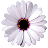 Flowers avatars
