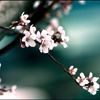Flowers avatars