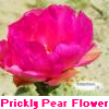 Flowers avatars