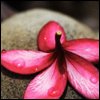 Flowers avatars