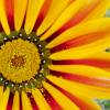 Flowers avatars