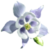 Flowers avatars