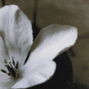 Flowers avatars
