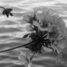 Flowers avatars
