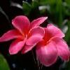 Flowers avatars