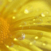Flowers avatars