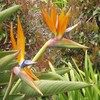 Flowers avatars