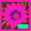Flowers avatars