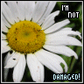 Flowers avatars