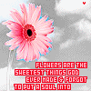 Flowers avatars