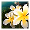 Flowers avatars