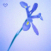 Flowers avatars