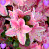 Flowers avatars