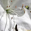 Flowers avatars