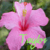 Flowers avatars