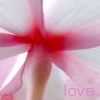 Flowers avatars