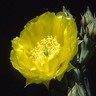 Flowers avatars