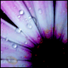 Flowers avatars