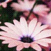 Flowers avatars