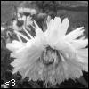 Flowers avatars