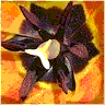 Flowers avatars