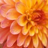 Flowers avatars