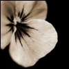 Flowers avatars