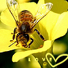 Flowers avatars