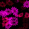 Flowers avatars