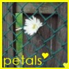 Flowers avatars