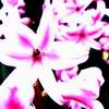 Flowers avatars