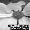 Flowers avatars
