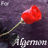 Flowers avatars