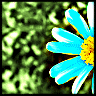 Flowers avatars