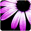 Flowers avatars