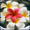 Flowers avatars