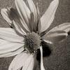 Flowers avatars