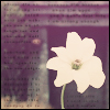 Flowers avatars