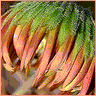 Flowers avatars
