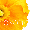 Flowers avatars