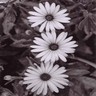 Flowers avatars