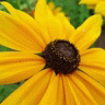 Flowers avatars