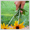 Flowers avatars